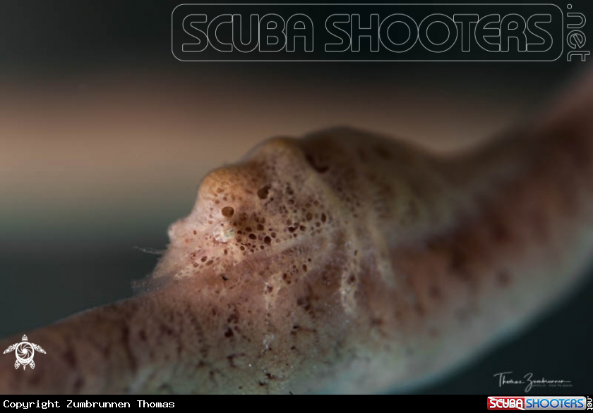A Cryptic Shrimp