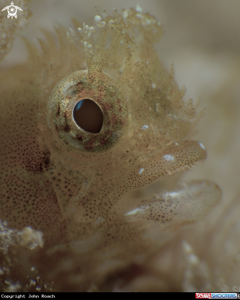 A Medusa Blenny
