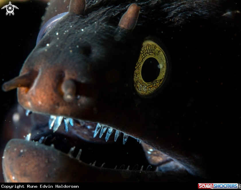 A Moray eel