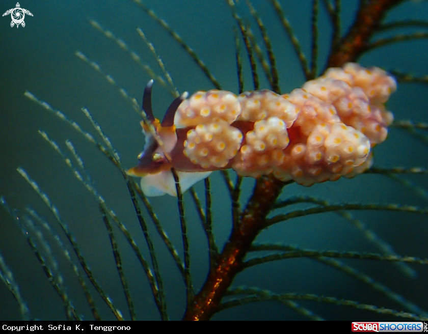 A Nudibranch