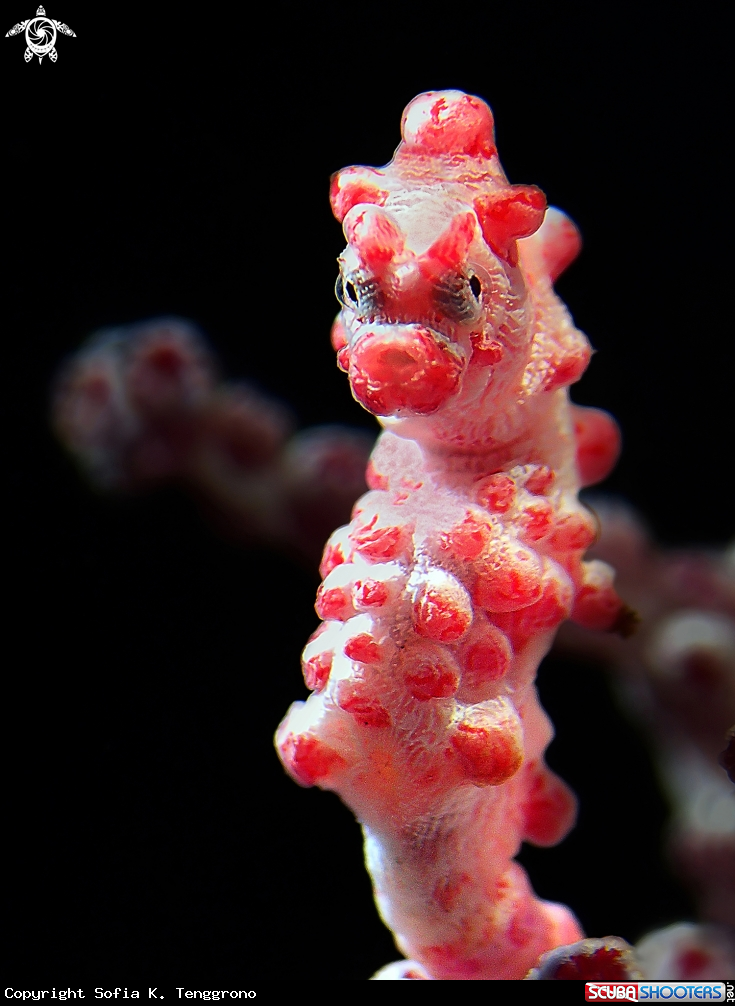 A Pygmy Seahorse