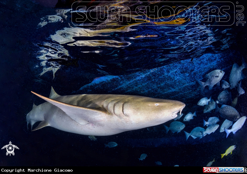 A Nurse shark