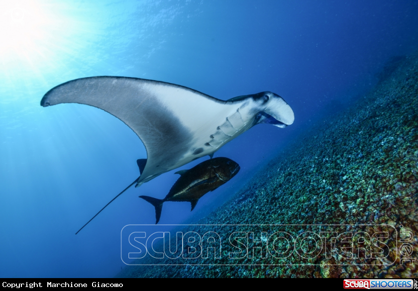 A Manta birostris