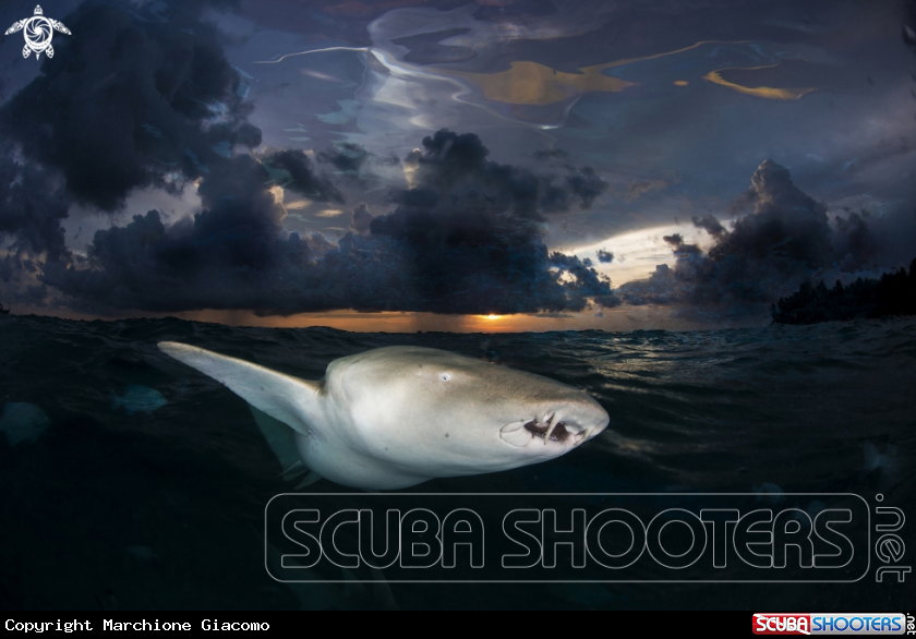 A Nurse shark