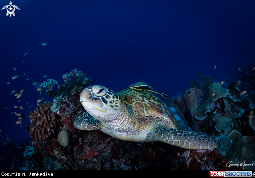 A Green Turtle