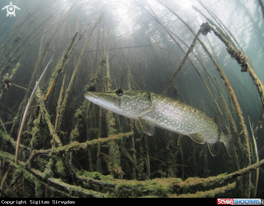 A Northen pike