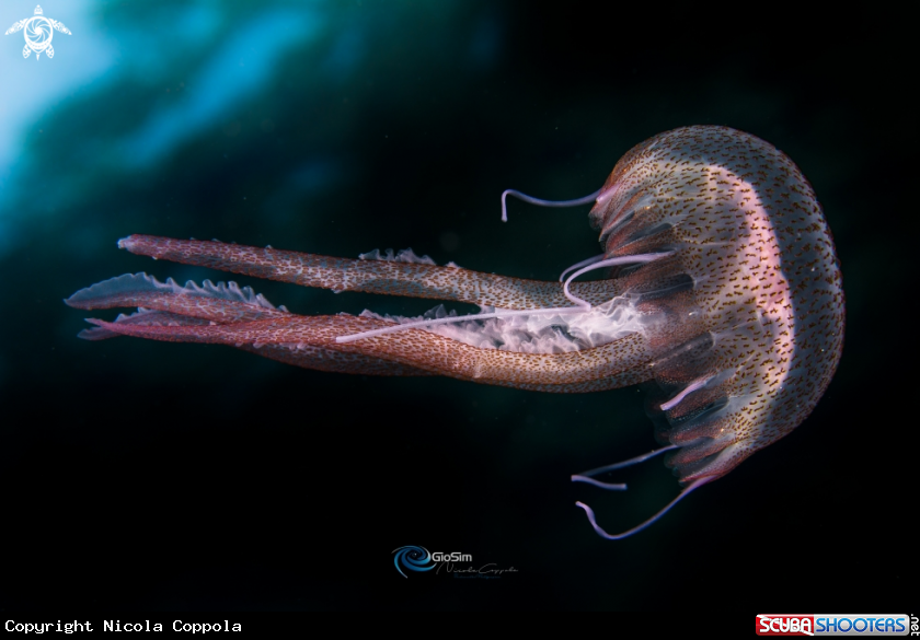 A jellyfish