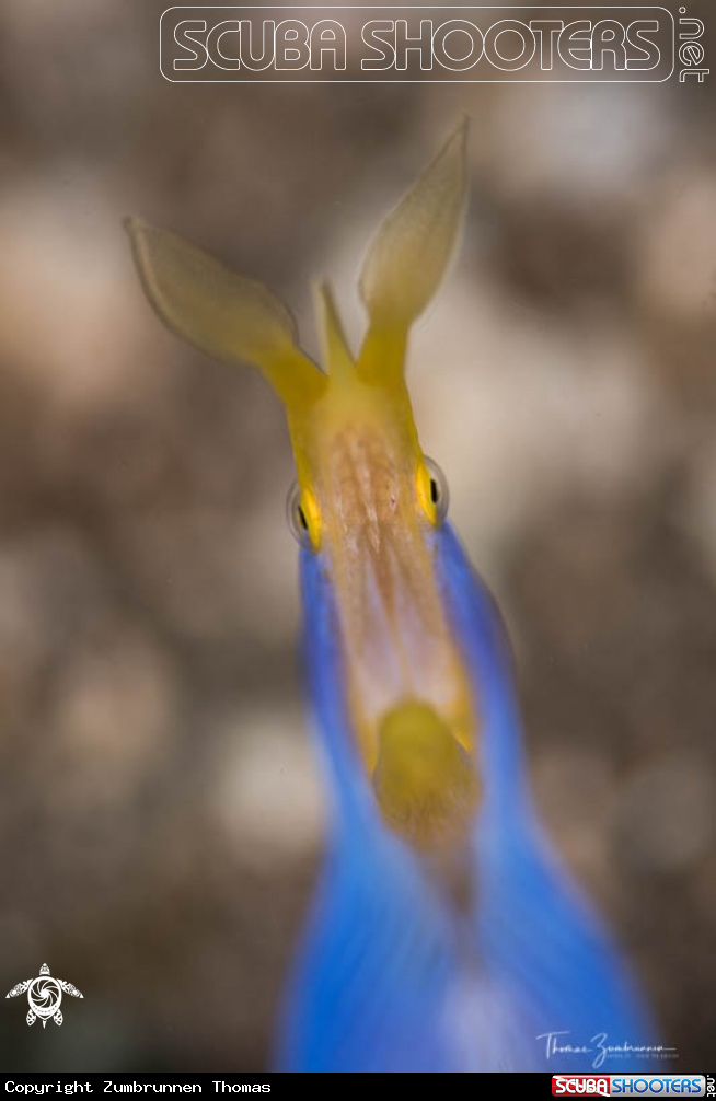 A Ribbon eel