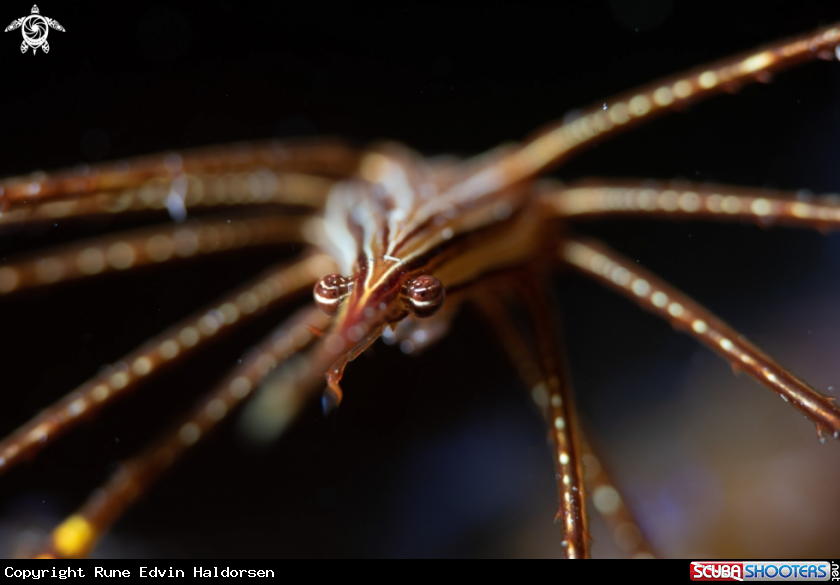 A Spider crab