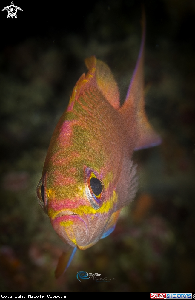 A Anthias