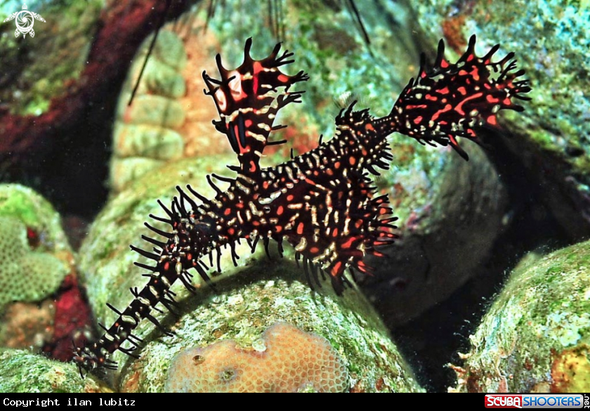 A ghost pipefish