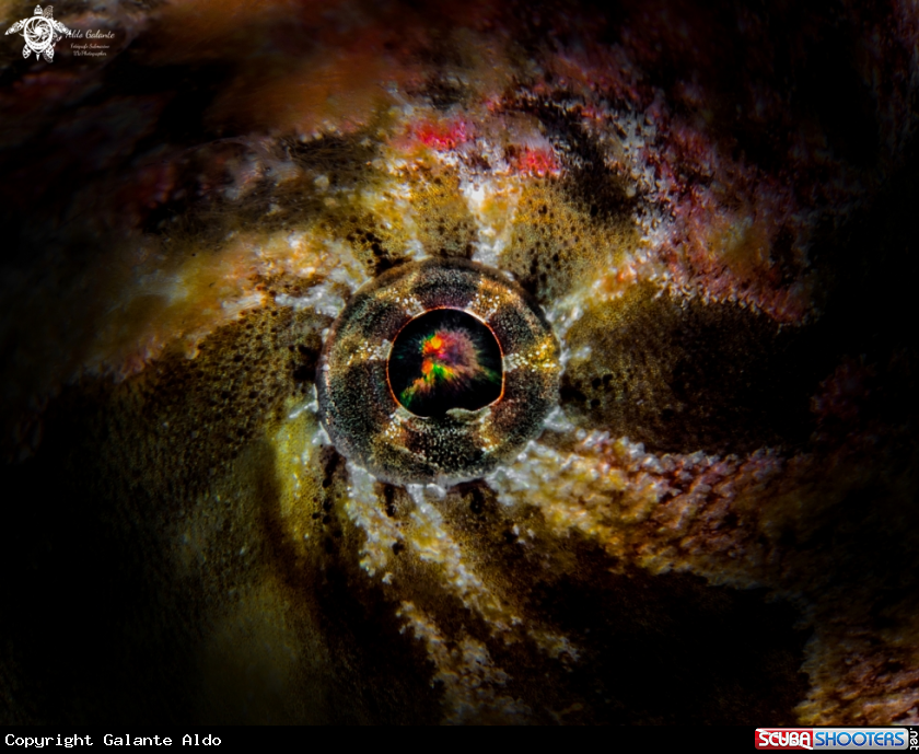 A Giant Frogfish