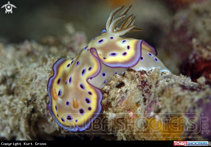 A Nudibranche