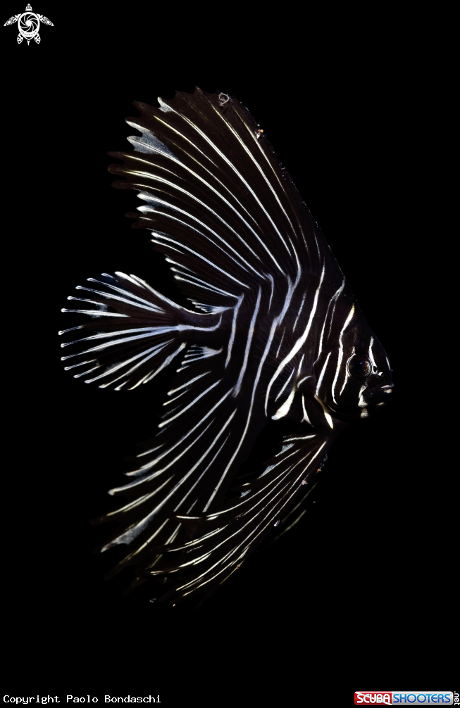 A Juvenile Zebra Batfish
