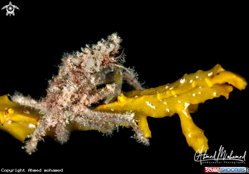 A Decorator Crab 