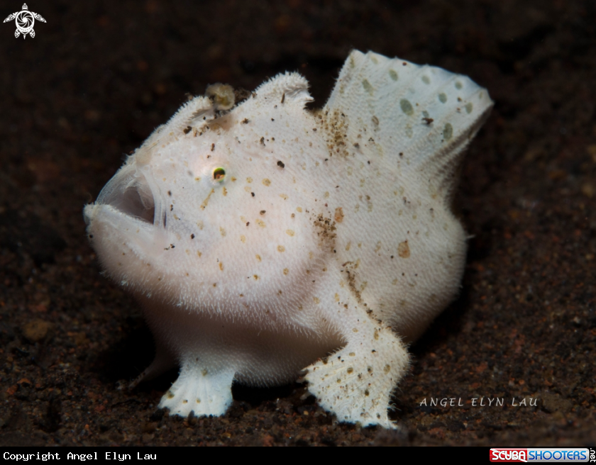 A Baby Hairy Frogfish 