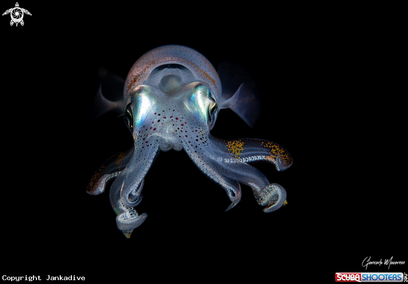 A Squid
