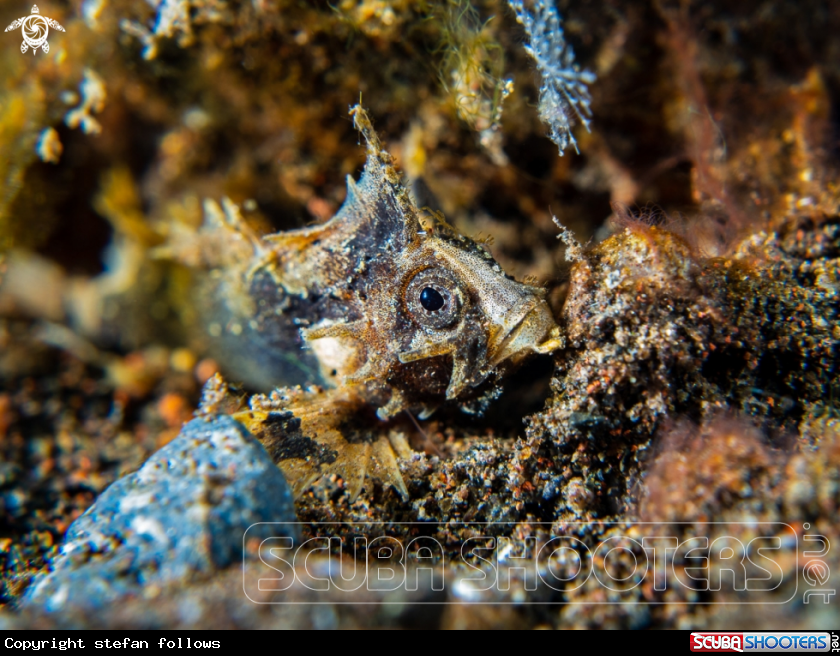 A Fish