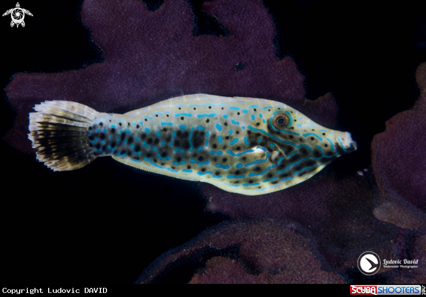 A Scrawled Filefish