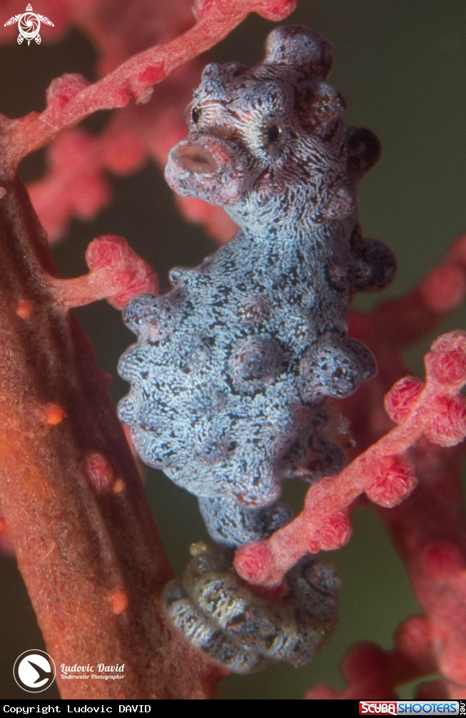 A Pygmy Seahorse
