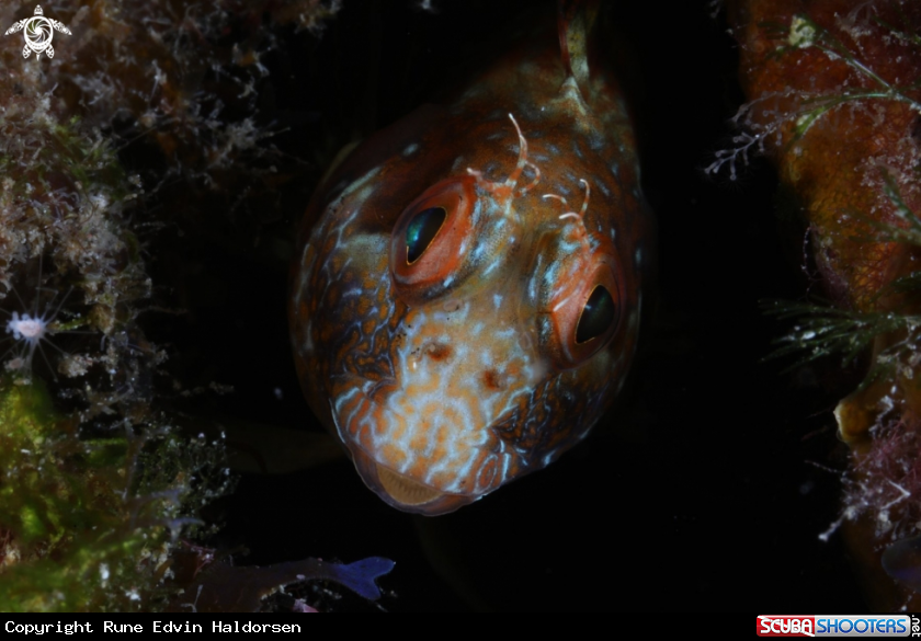 A Blenny