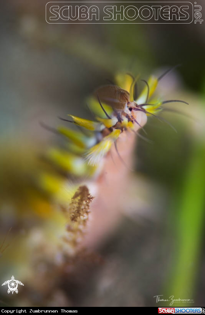 A Fireworm 