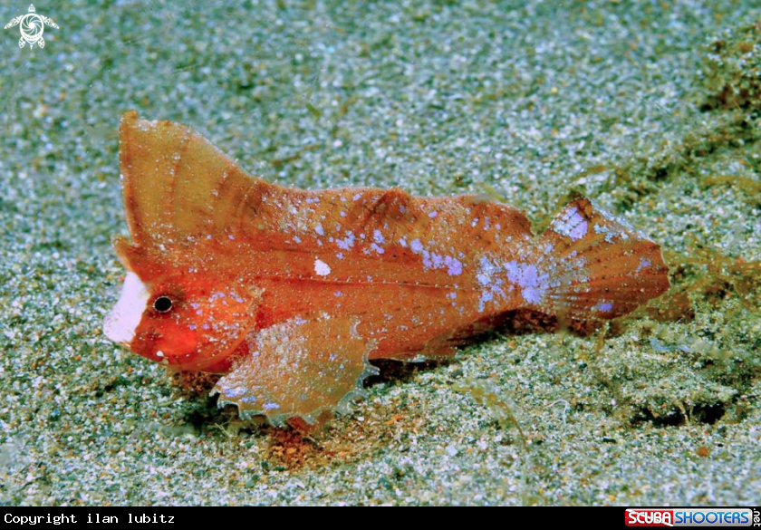 A Cockatoo Waspfish