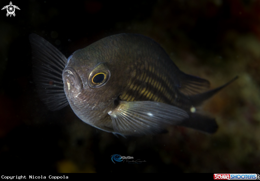 A Chromis chromis