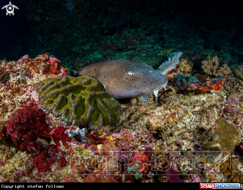 A Brownbanded Bamboo Shark