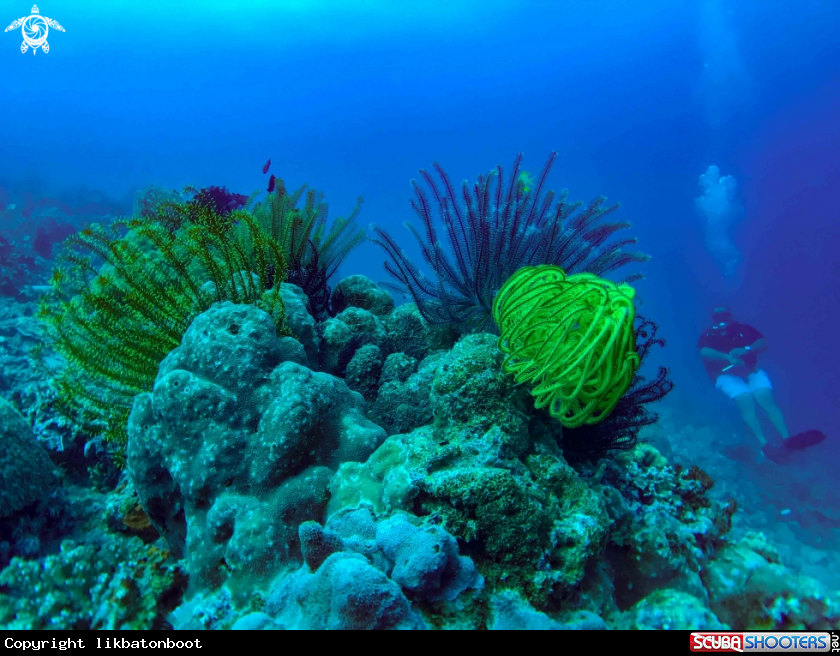 A crinoids