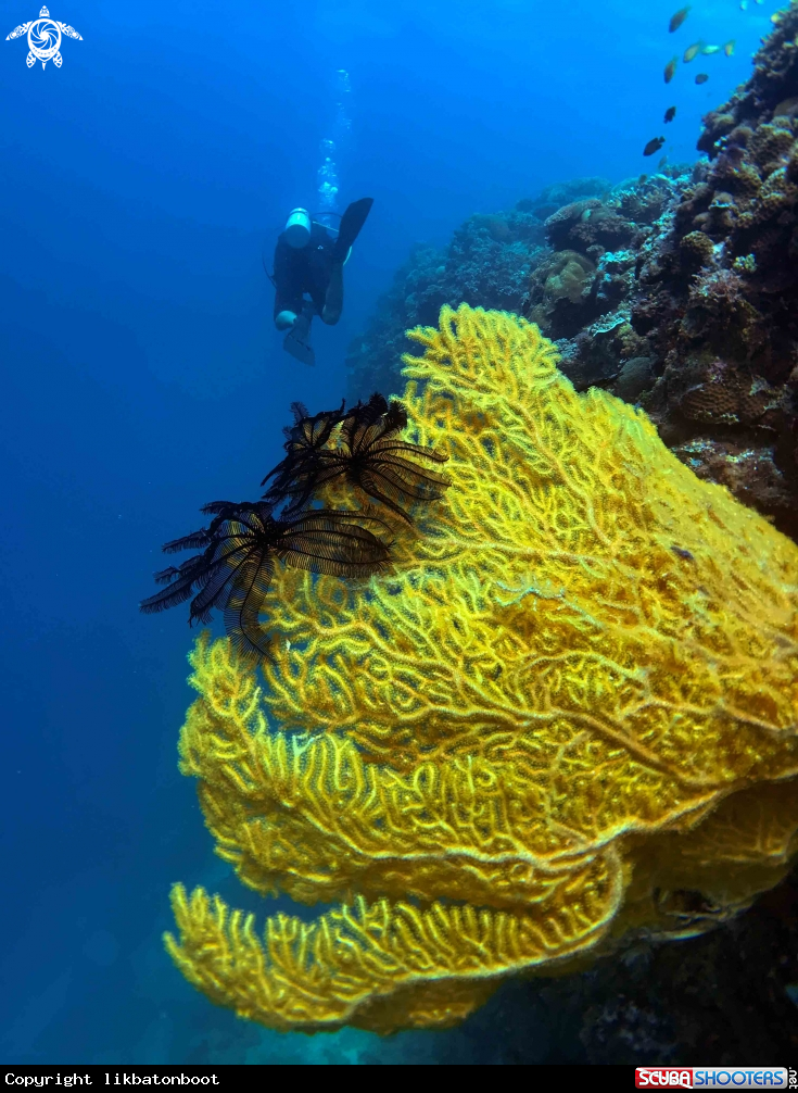 A soft coral