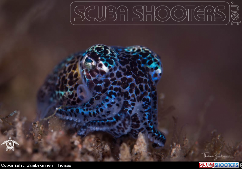 A Bobtail Squid 