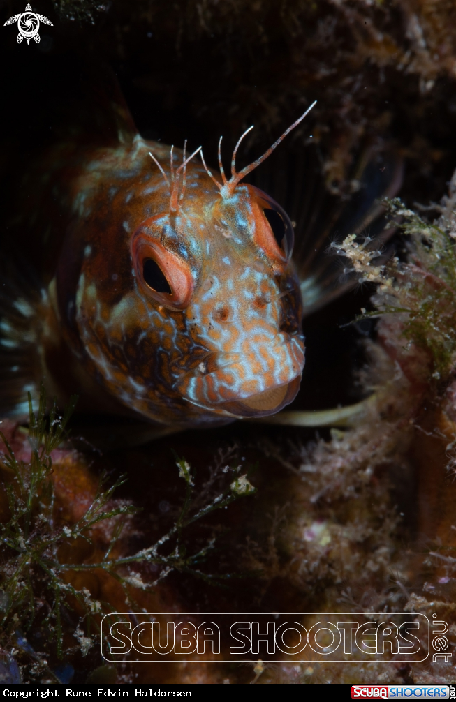 A Blenny
