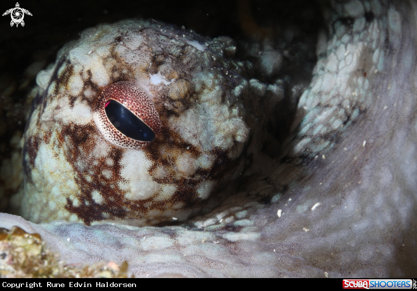 A Common octopus