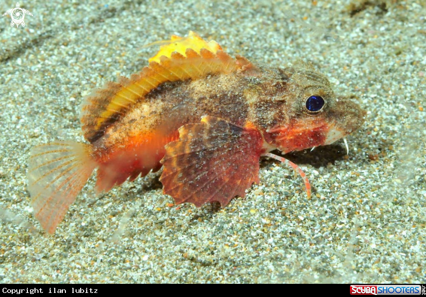 A sea robin