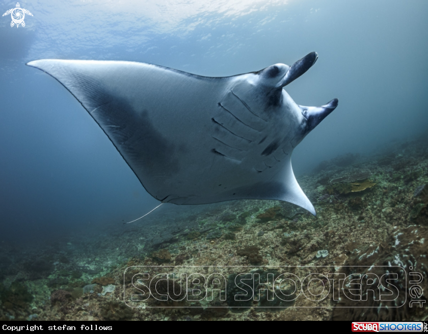 A Manta Ray