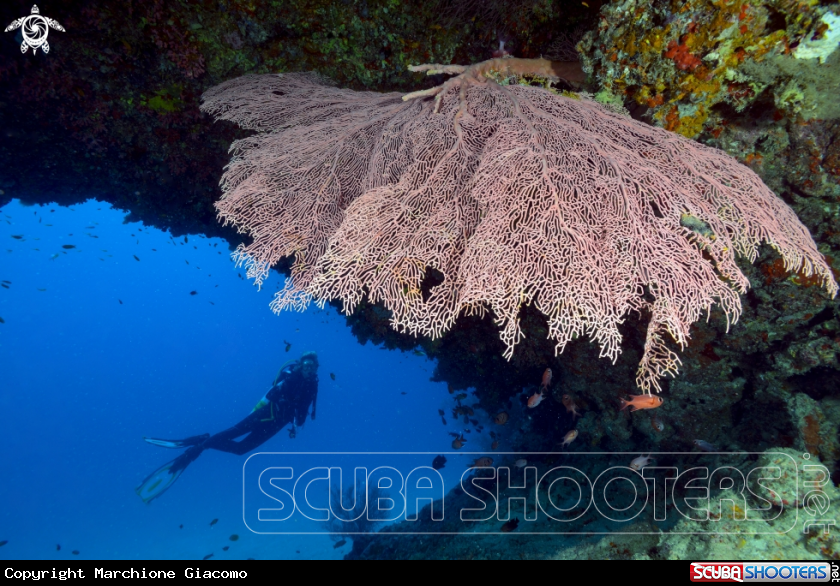 A Gorgonia and model