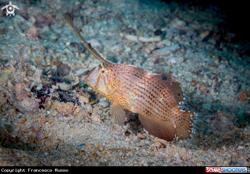 A Peacock wrasse