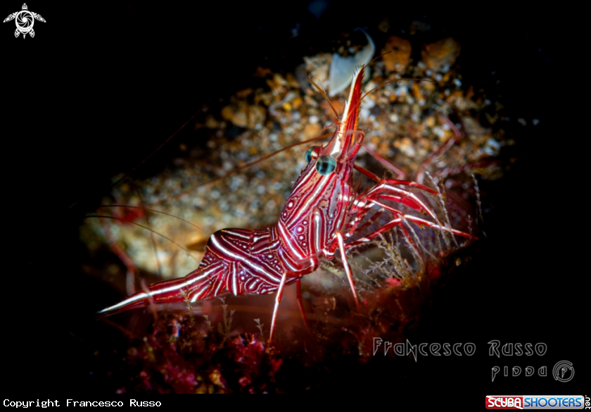 A Camel shrimp
