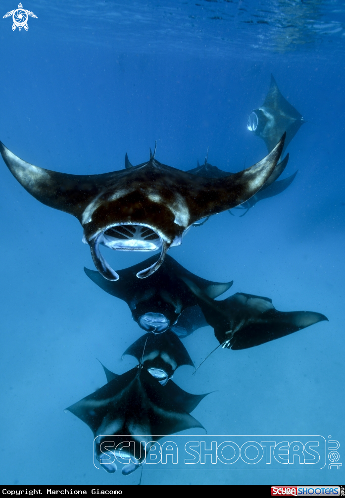 A Manta birostris