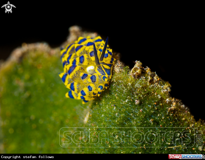 A Nudibranch