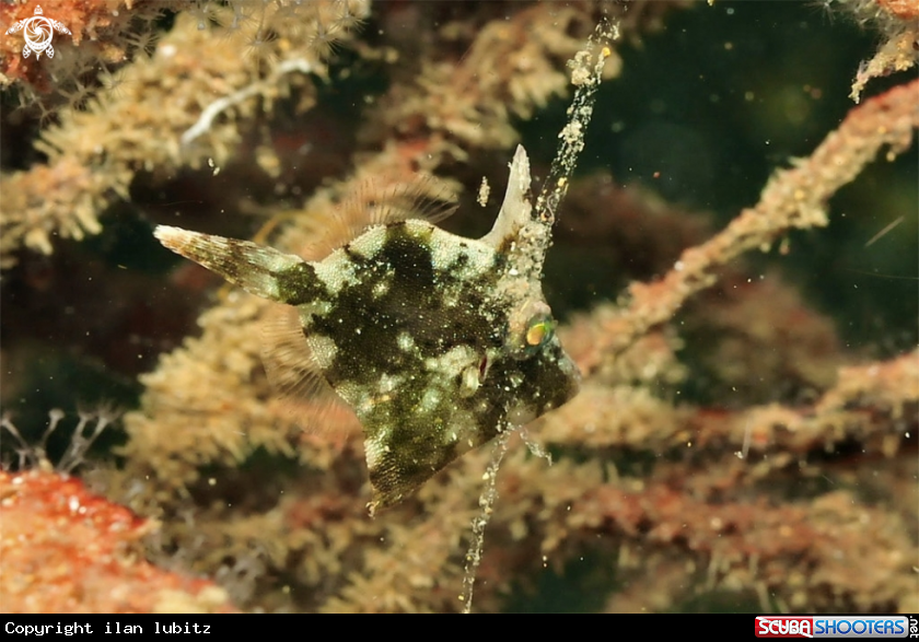 A filefish