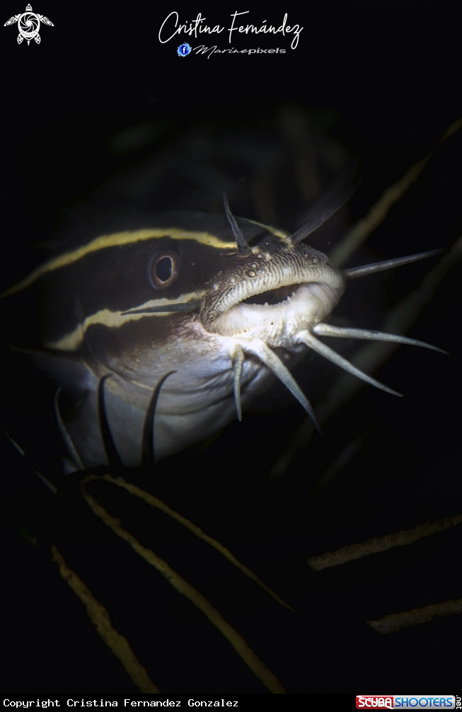 A Striped catfish