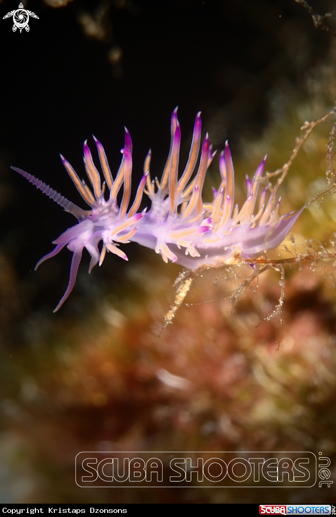 A Flabellina affinis nudibranch