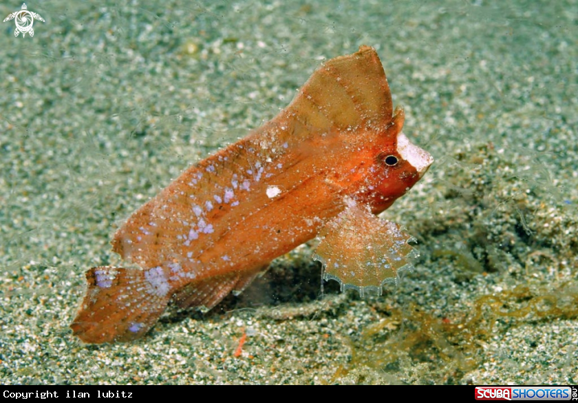 A Cockatoo Waspfish