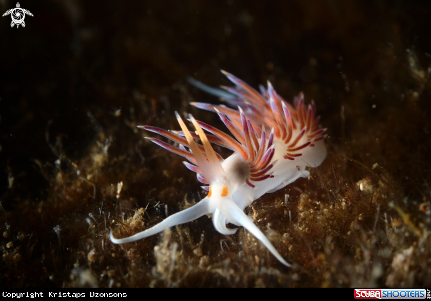 A Cratena peregrina nudibranch