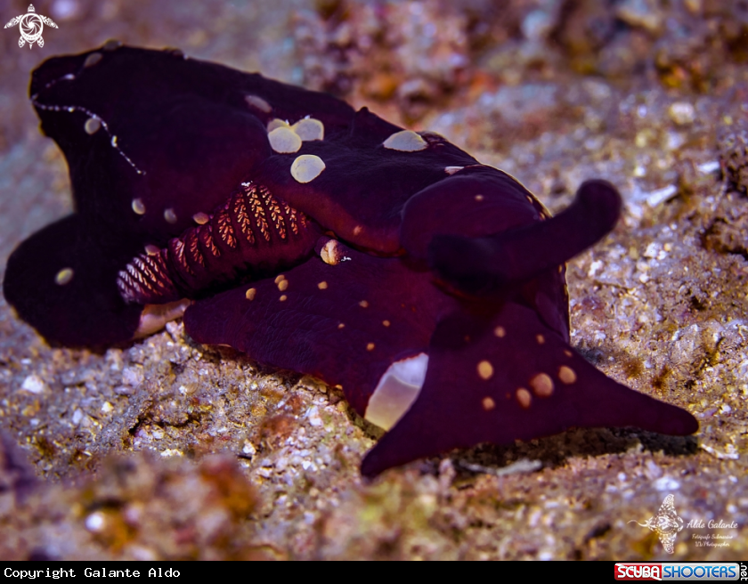 A Berthella Seaslug