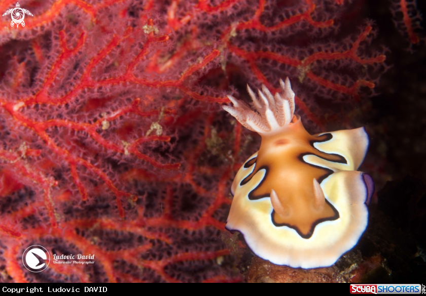 A Coi's Goniobranchus