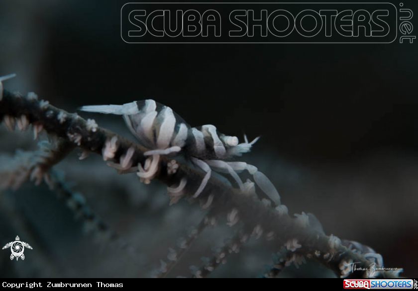 A Shrimp