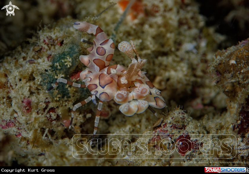 A Harlekin shrimp